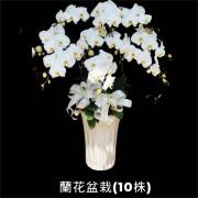 10株蘭花(白)