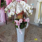 5株落地蘭花(白色)