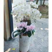 8株落地蘭花(白色)