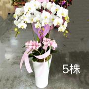 5株落地蘭花(白色)