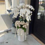 8株白色蘭花