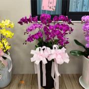 9株粉色蘭花