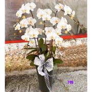 7株白色蘭花