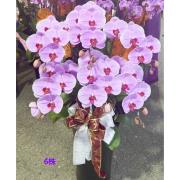 6株粉色蘭花