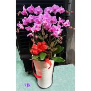 7株粉色蘭花盆