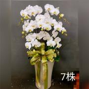 7株白色蘭花盆