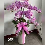 5株粉色蘭花盆