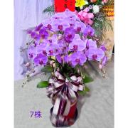 7株粉色蘭花盆