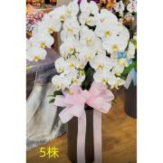 5株白色蘭花盆