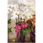 7株白色蘭花盆