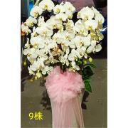 9株白色蘭花盆