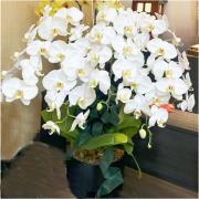 桌上型5株白色蘭花盆