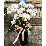 7株白色蘭花盆