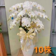 10株白色蘭花盆