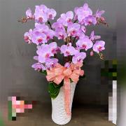 7株粉色蘭花盆