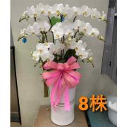 8株白色蘭花盆