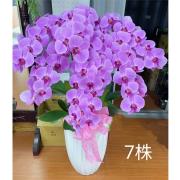 7株高盆蘭花(粉)