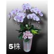 5株高盆蘭花(粉)