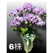 6株高盆蘭花(粉)