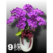 9株高盆蘭花(粉)