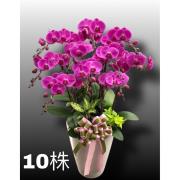 10株高盆蘭花(粉)