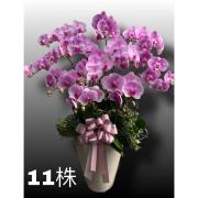 11株高盆蘭花(粉)