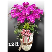 12株高盆蘭花(粉)