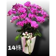 14株高盆蘭花(粉)