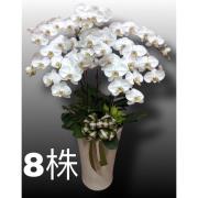 8株高盆蘭花(白)