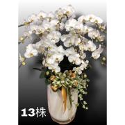 13株高盆蘭花(白)
