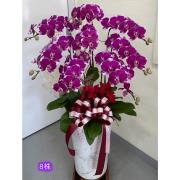 8株高盆蘭花(粉)