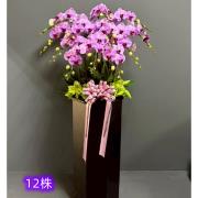 12株典雅木架蘭花(粉)