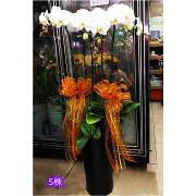 5株高盆蘭花(白)