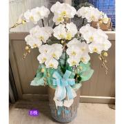 8株高盆蘭花(白)