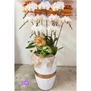 9株高盆蘭花(白)