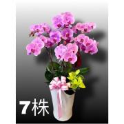 7株高盆蘭花(粉)