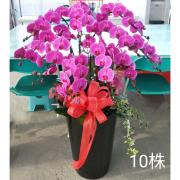 10株高盆蘭花(粉)