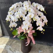 10株白色蘭花盆