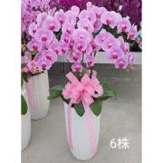 6株粉色蘭花盆