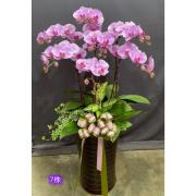 7株粉色蘭花盆