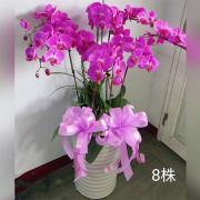 8株粉色蘭花盆