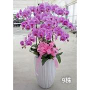 9株粉色蘭花盆
