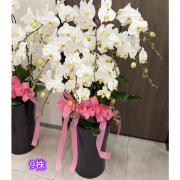 9株白色蘭花盆