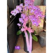 5株粉色蘭花盆