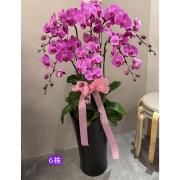 6株粉色蘭花盆