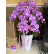 7株粉色蘭花盆