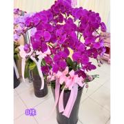 8株粉色蘭花盆