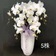 五株蘭花盆景-台北,新北(白)