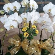 6株蘭花(白色)