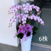 6株蘭花(粉白色)